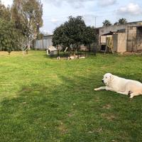 Cuccioli di Pastore dell'Asia