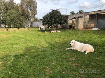 Cuccioli di Pastore dell'Asia