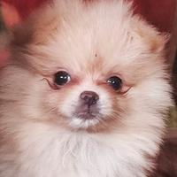 Spitz Tedesco Nano (Volpino di Pomerania)