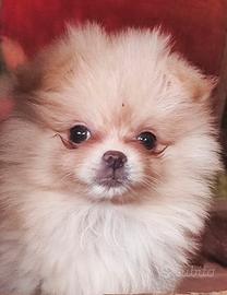 Spitz Tedesco Nano (Volpino di Pomerania)