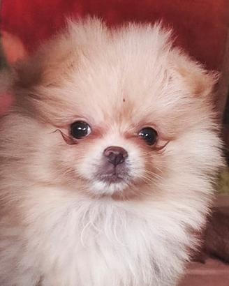 Spitz Tedesco Nano (Volpino di Pomerania)