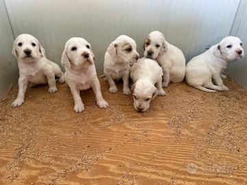 Cuccioli Setter Inglese