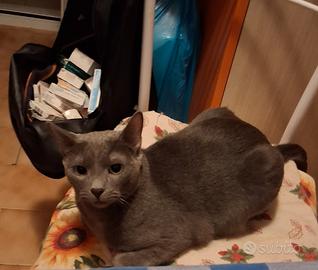 Gatto certosino per monta