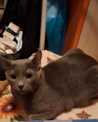 Gatto certosino per monta