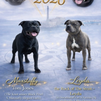 Staffordshire bull terrier