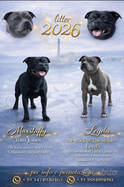 Staffordshire bull terrier