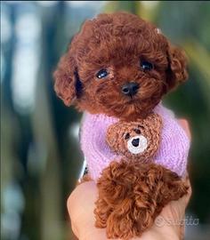 Cucciolo barboncina Toy Red