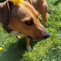 Cagnolina meticcia piccola taglia