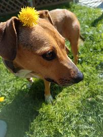 Cagnolina meticcia piccola taglia