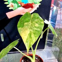 Alocasia Odora Aurea