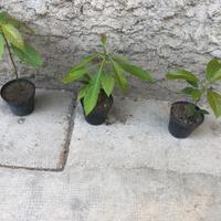 Piante di avocado