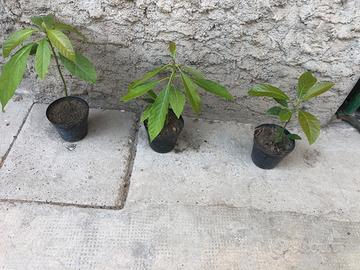 Piante di avocado