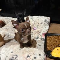 Cucciolo di Chihuahua maschio Toy con pedigree