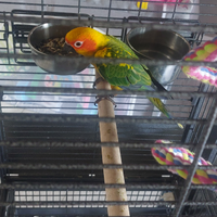 Conuro del sole allevato a mano compreso di gabbia