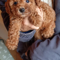 Barboncini nani e Toy pronta consegna