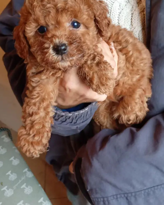 Barboncini nani e Toy pronta consegna