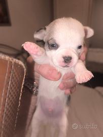 Cane chihuahua maschio prezzo un po trattabile