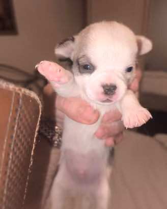 Cane chihuahua maschio prezzo un po trattabile