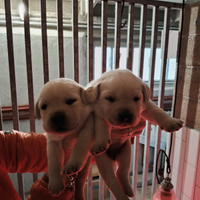 Cuccioli di Labrador colore miele