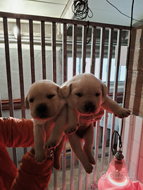 Cuccioli di Labrador colore miele
