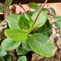 mix succulente a scelta 