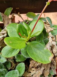 mix succulente a scelta 