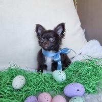 Chihuahua maschietto