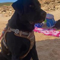 Labrador maschio per accoppiamento