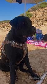 Labrador maschio per accoppiamento