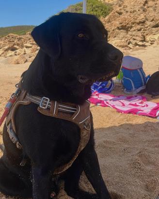 Labrador maschio per accoppiamento
