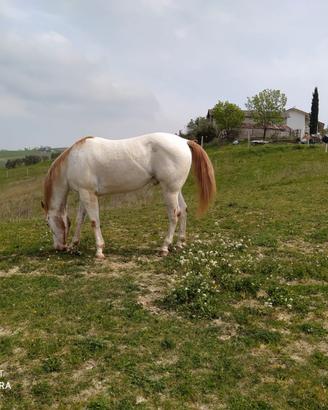Cavallo Appaloosa