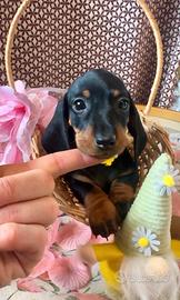 Cuccioli bassotto PEDIGREE ALLEVAMENTO ENCI fci