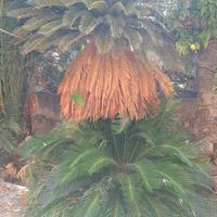Cycas 2 metri