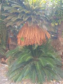 Cycas 2 metri