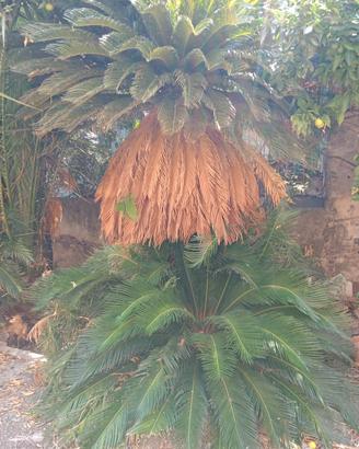 Cycas 2 metri