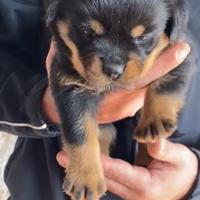 Cuccioli di Rottweiler