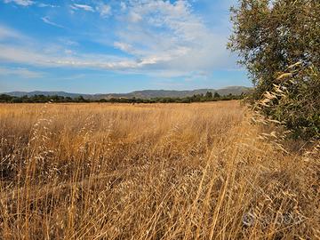 Terreno agricolo ss 387 km 14.5