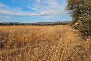 Terreno agricolo ss 387 km 14.5
