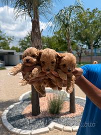 Maltipoo mini Toy
