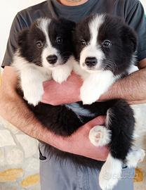 Cuccioli Border collie