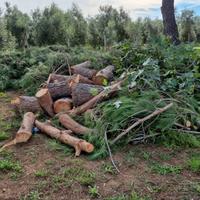 Legna di pino marittimo 