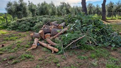 Legna di pino marittimo 