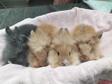 Conigli nani angora blù e sabbia