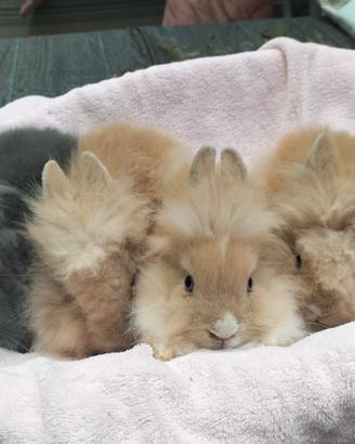 Conigli nani angora blù e sabbia