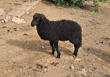 Agnello maschio