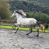 Cavallo Andaluso