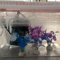 Vaschetta-acquario pesci con alghe finte e filtro