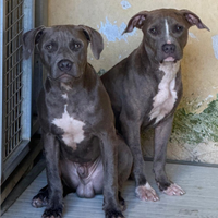 Cuccioli amstaff