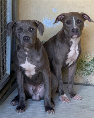 Cuccioli amstaff
