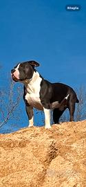 American Bully per monta